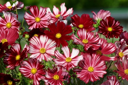 Picture of Cosmos - Velouette